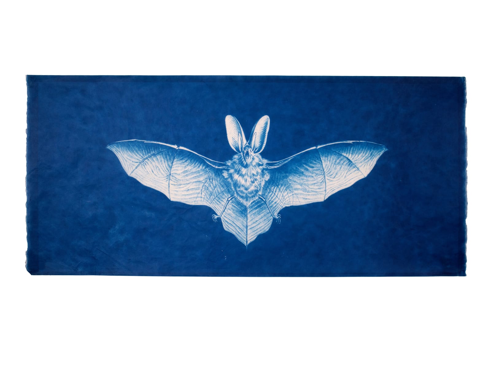 LigoranoReese, Virginia Big Earred Bat (Corynorhinus townsendii virginianus), 2024