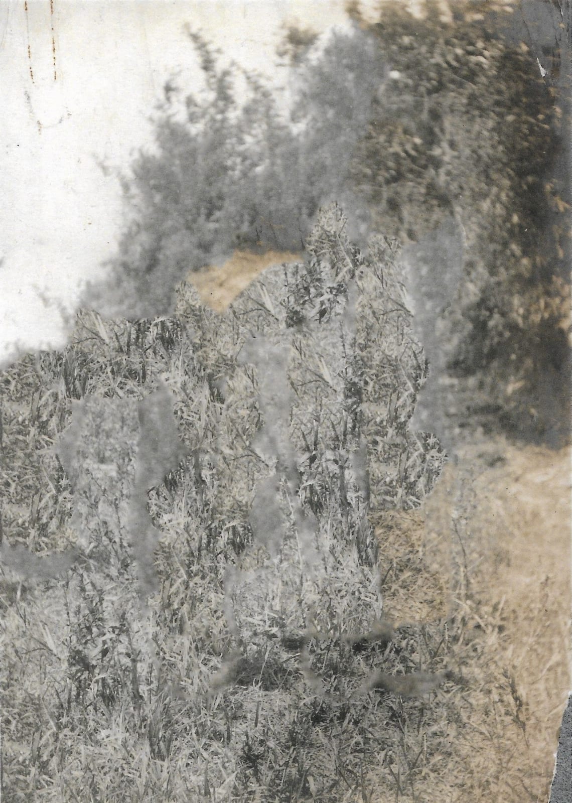 Stephanie Syjuco, Blind Spot (Artifact 064), 2024