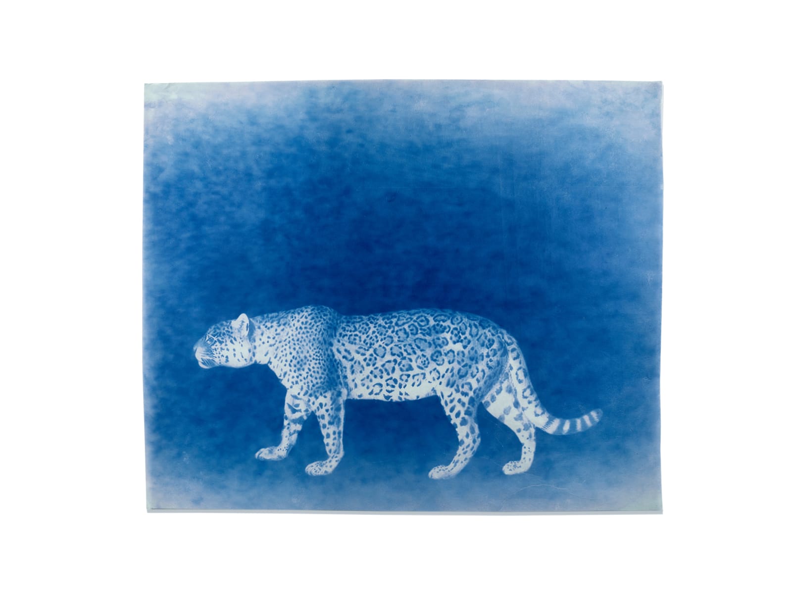 LigoranoReese, Jaguar (Panthera onca), 2024