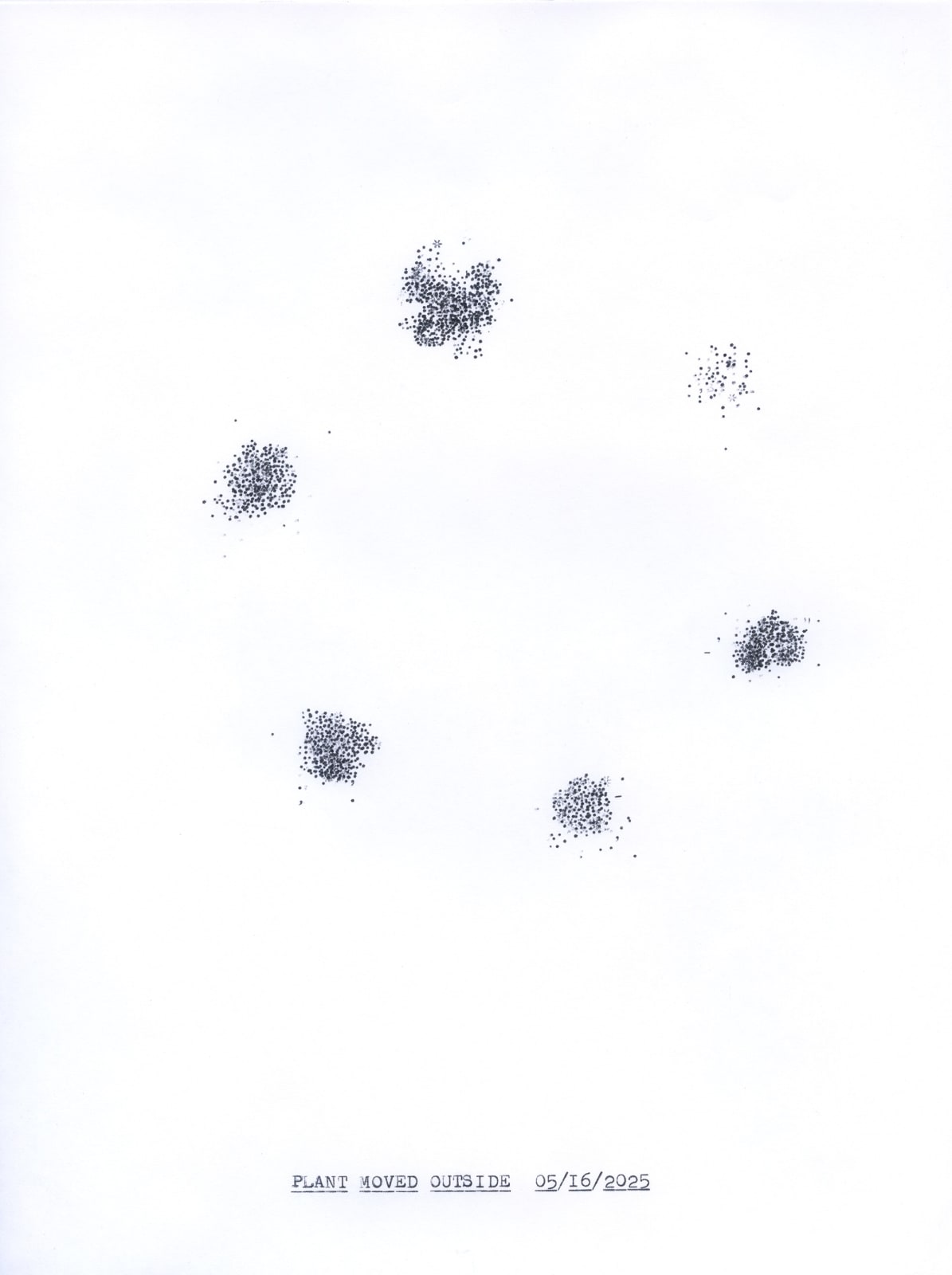 Lenka Clayton, Plant Moved Outside in the series "Typewriter Drawings'", 2025