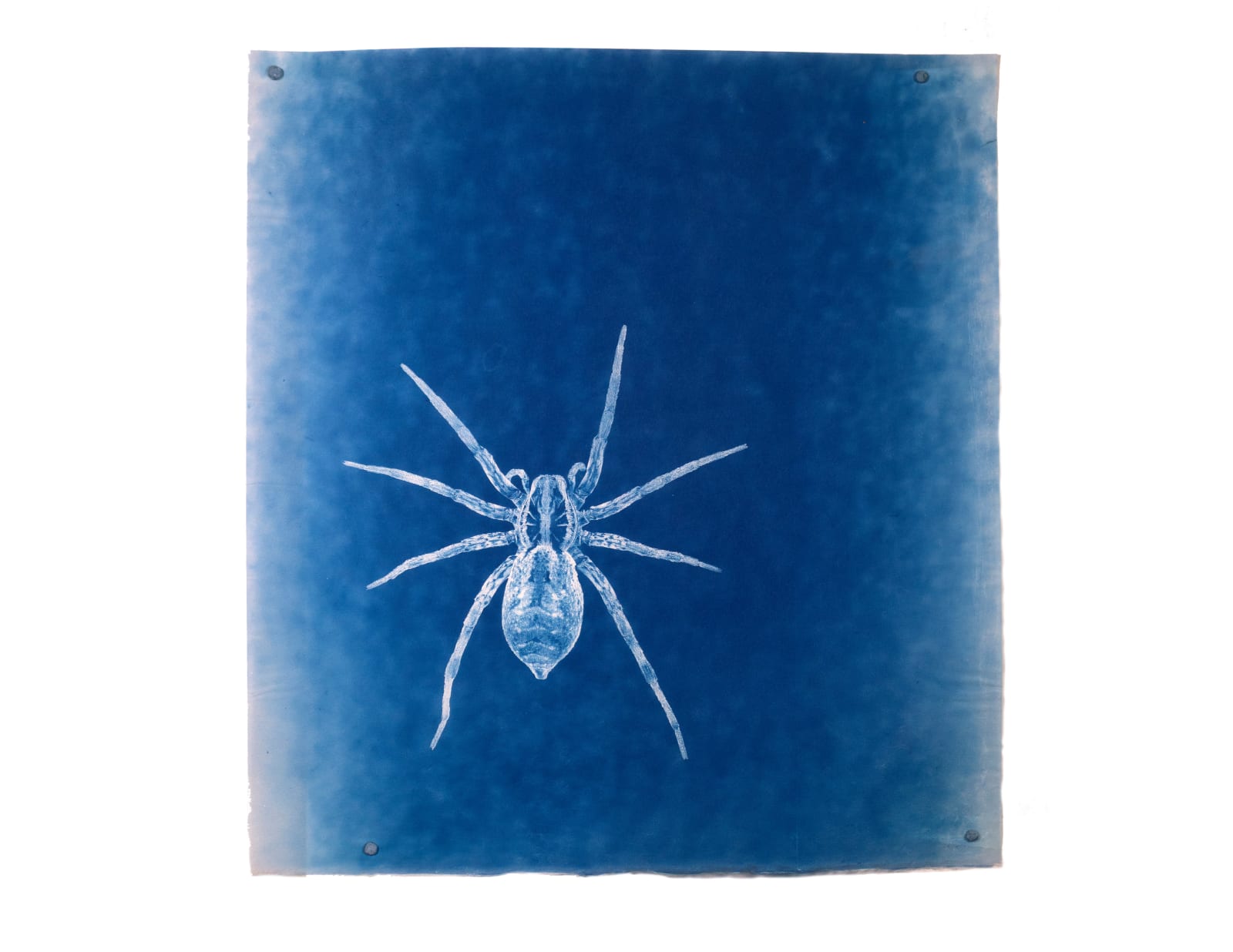 LigoranoReese, European Wolf Spider (Hogna Radiata), 2024