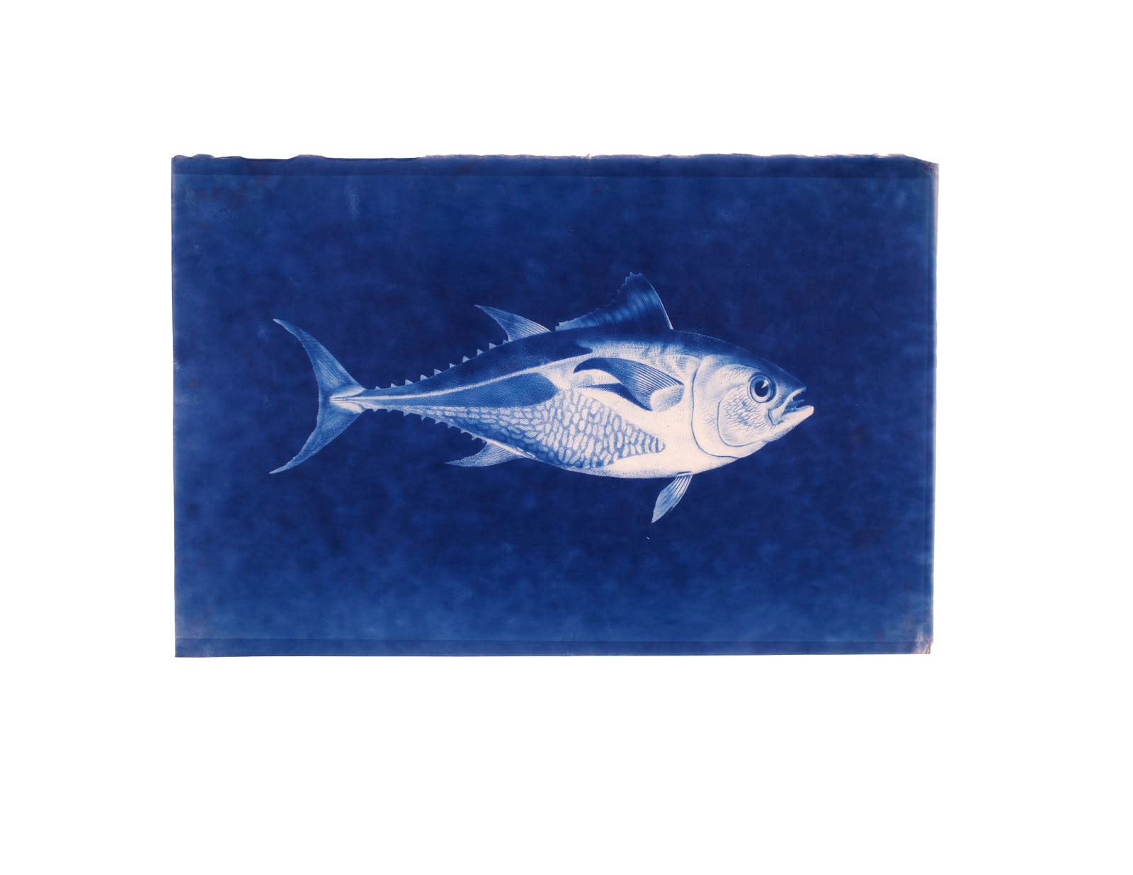 LigoranoReese, Southern Bluefin Tuna (Thunnus maccoyii), 2024