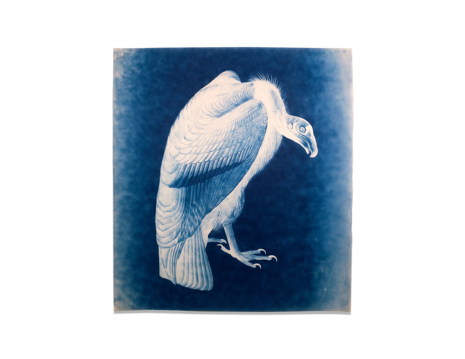 LigoranoReese, Californian Condor (Carthartes californianus), 2024