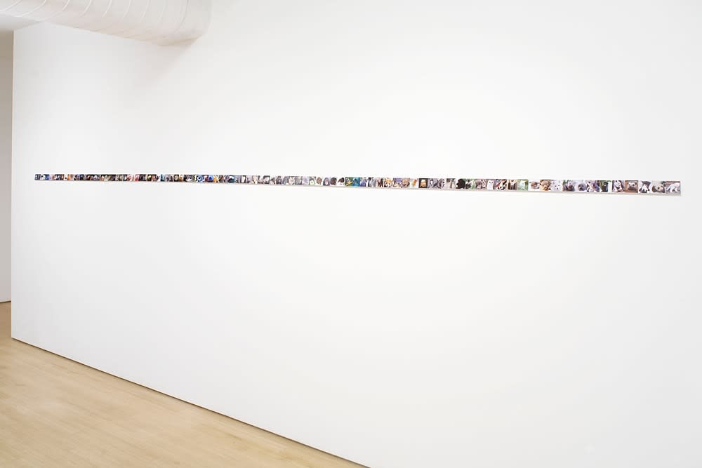 Nina Katchadourian, Continuum of Cute, 2007