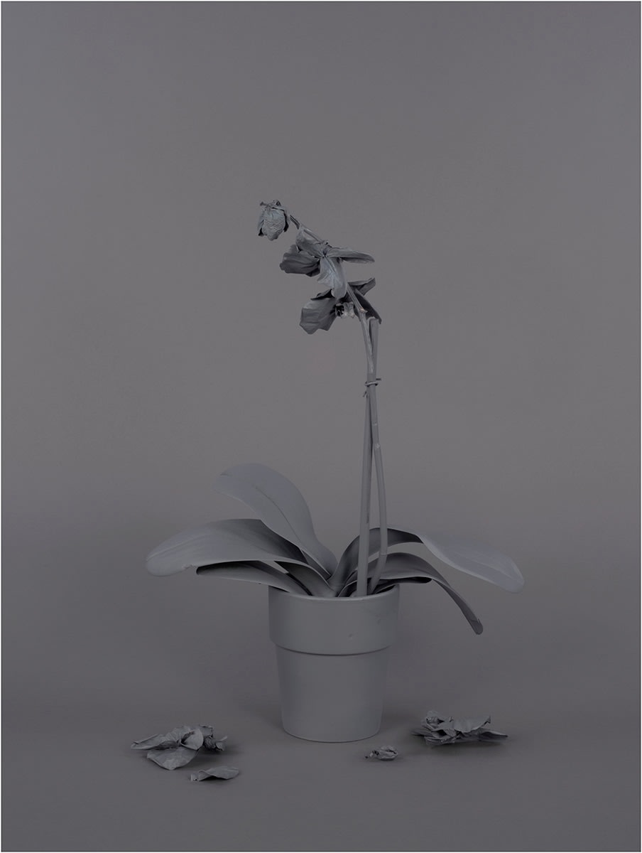 Stephanie Syjuco, Neutral Orchids (Phalaenopsis, mort), 2016