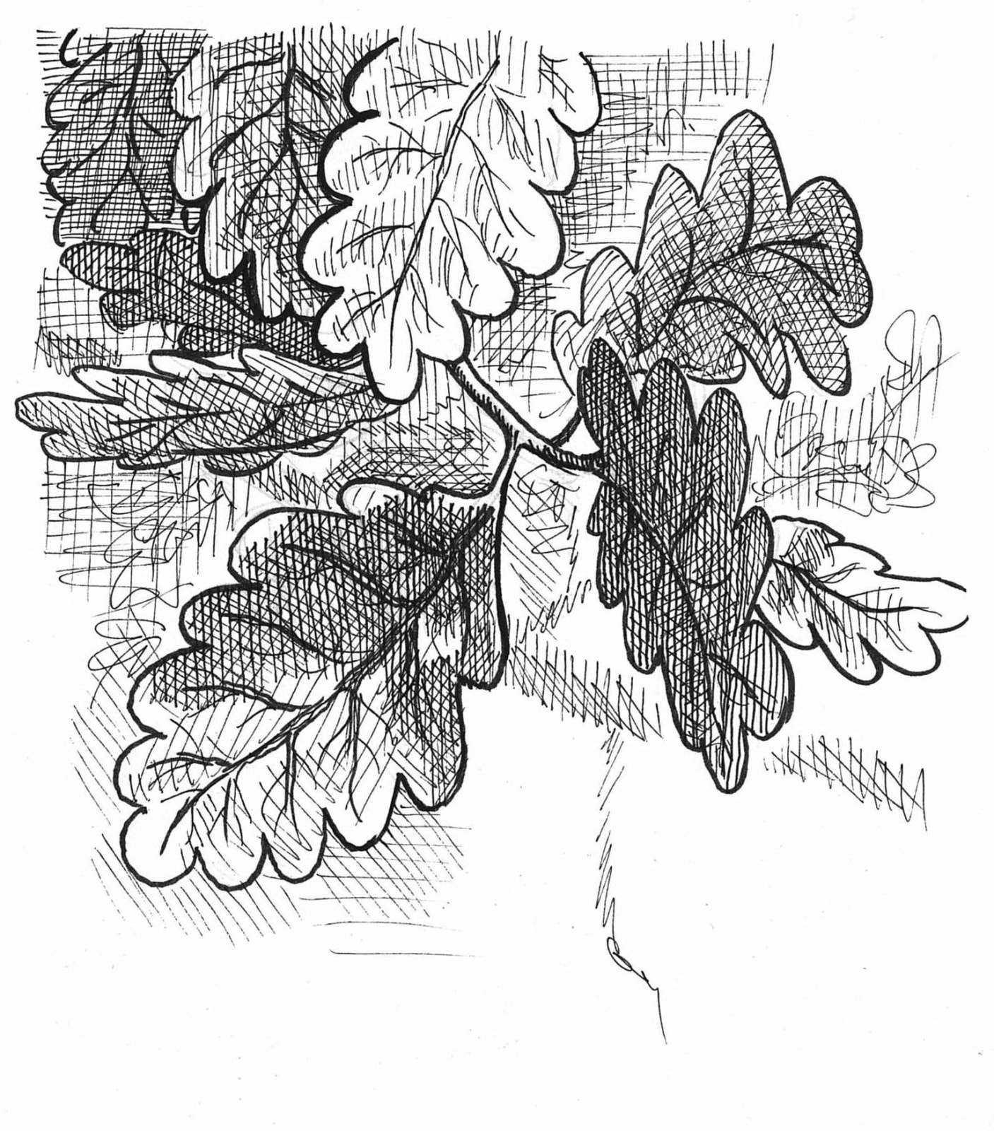 Sandow Birk, Oak Leaves, 2023