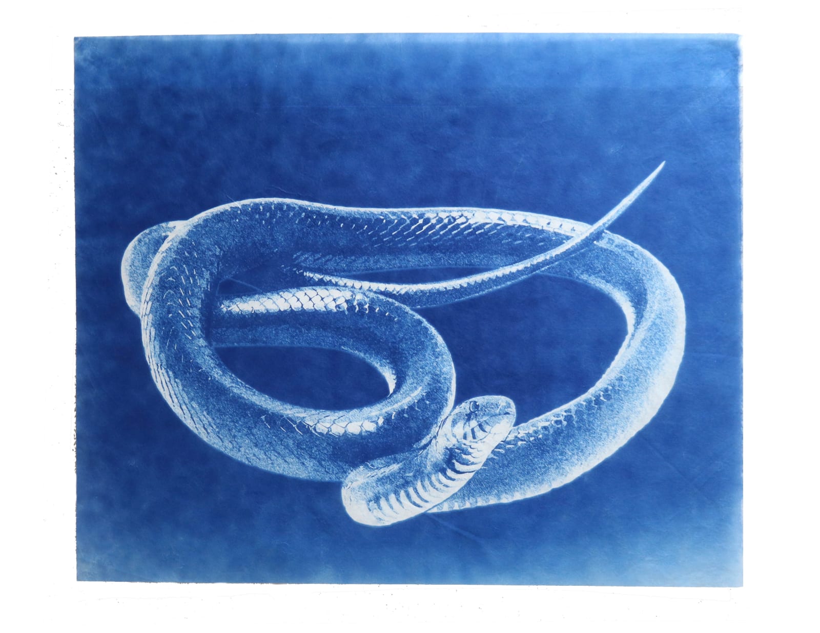 LigoranoReese, Eastern Indigo Snake (Drymarchon couperi), 2024