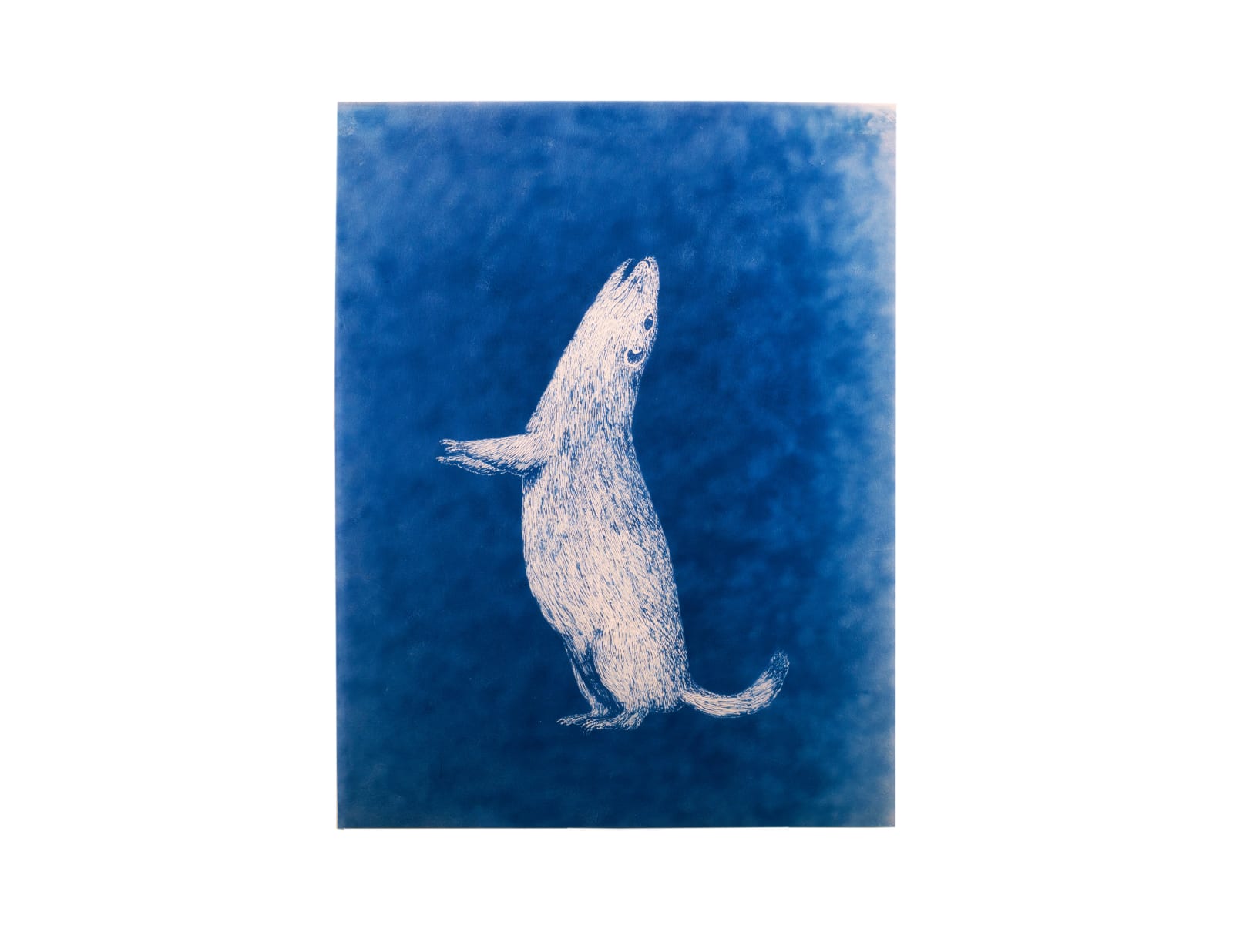 LigoranoReese, Black Tailed Prairie Dog (Cynomys ludovicianus), 2024