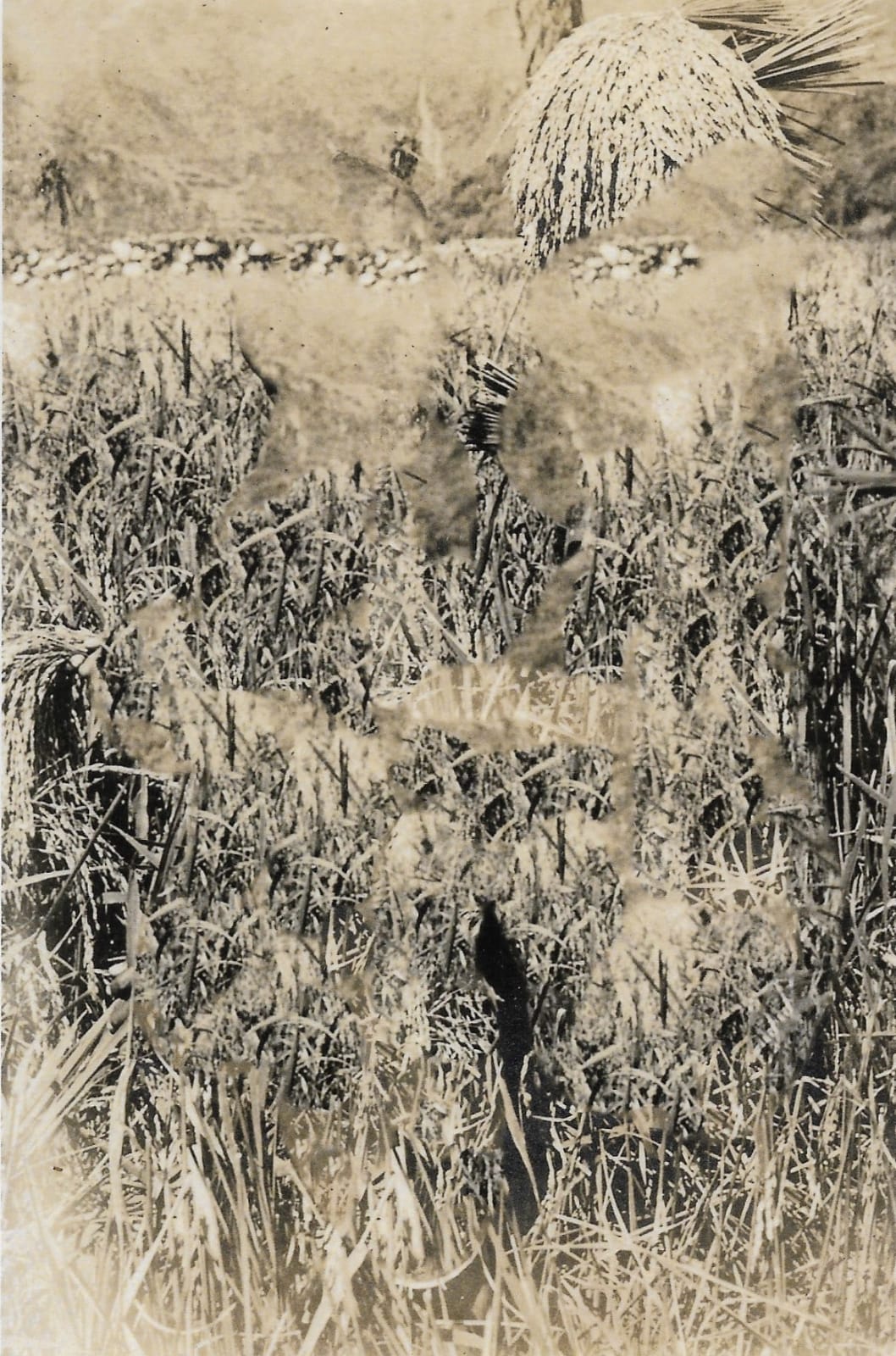 Stephanie Syjuco, Blind Spot (Artifact 070), 2024