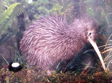 Nina Katchadourian, Lesser Kiwi from the Birds of New Zealand series, 2011