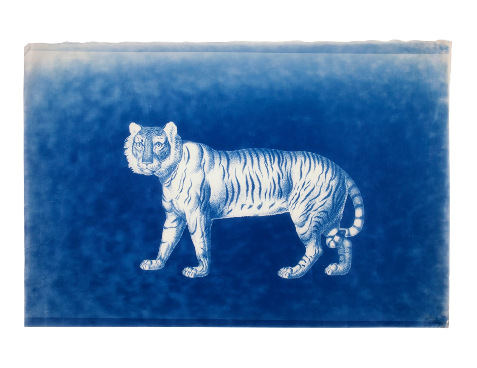 LigoranoReese, Tiger (Panthera tigris), 2024