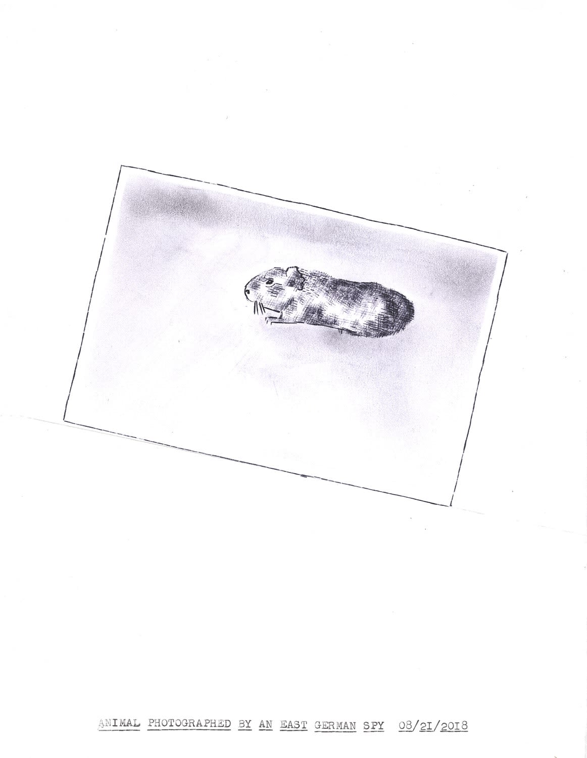 Lenka Clayton, Animal Photographed by an East German Spy 08/21-2018 In the series "Typewriter Drawings", 2018