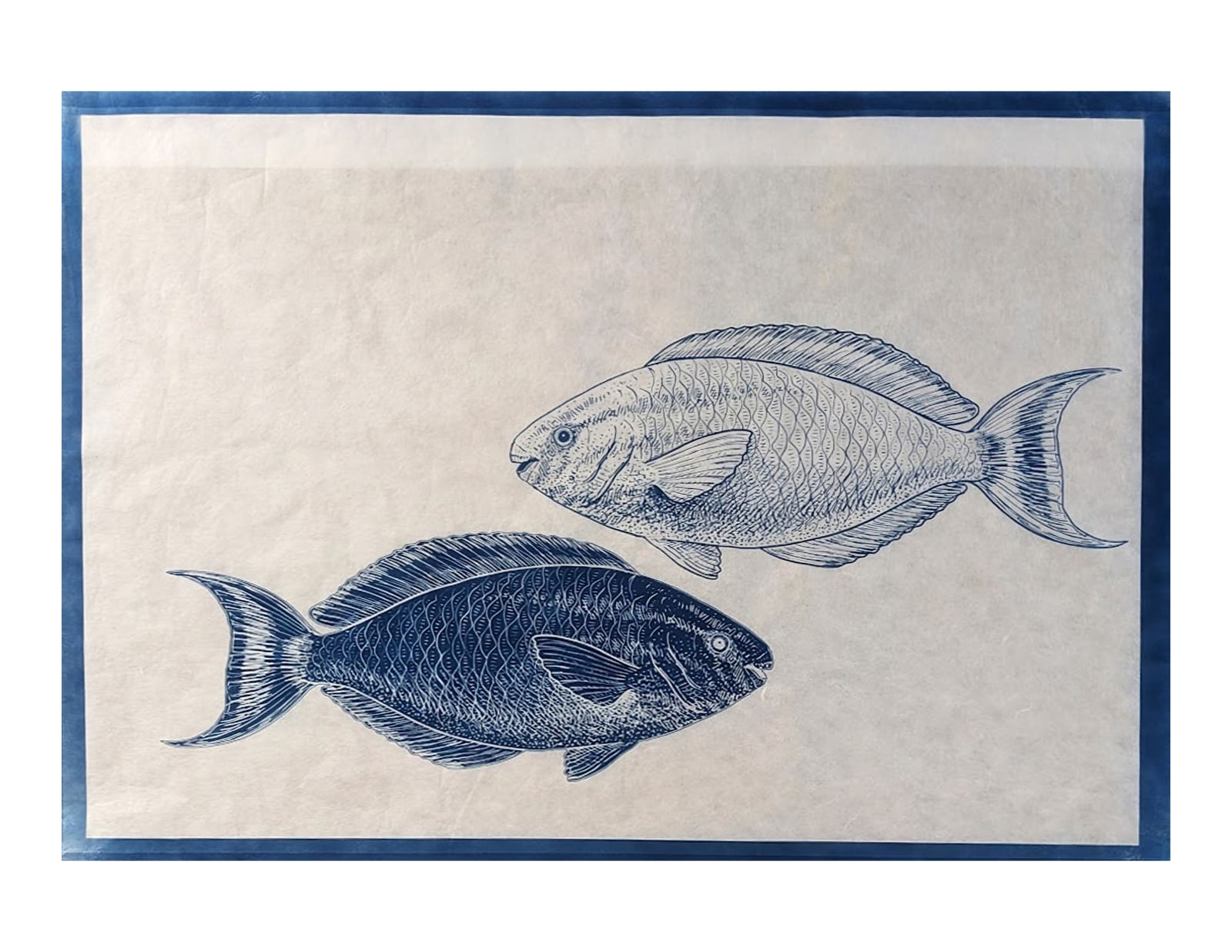 LigoranoReese, Parrot Fish (Scaridae family), 2024