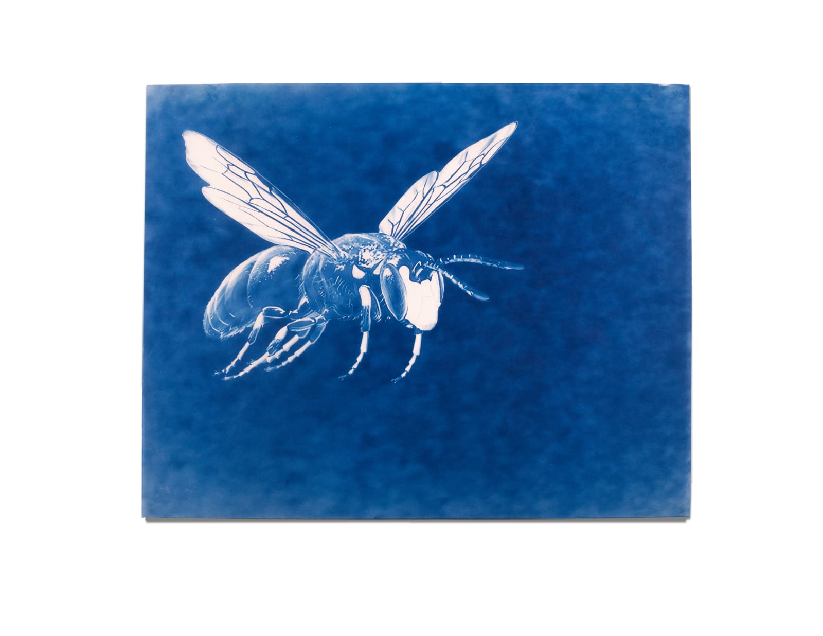 LigoranoReese, Hawaiian Yellow Faced Bee (Hylaeus assimulans), 2024