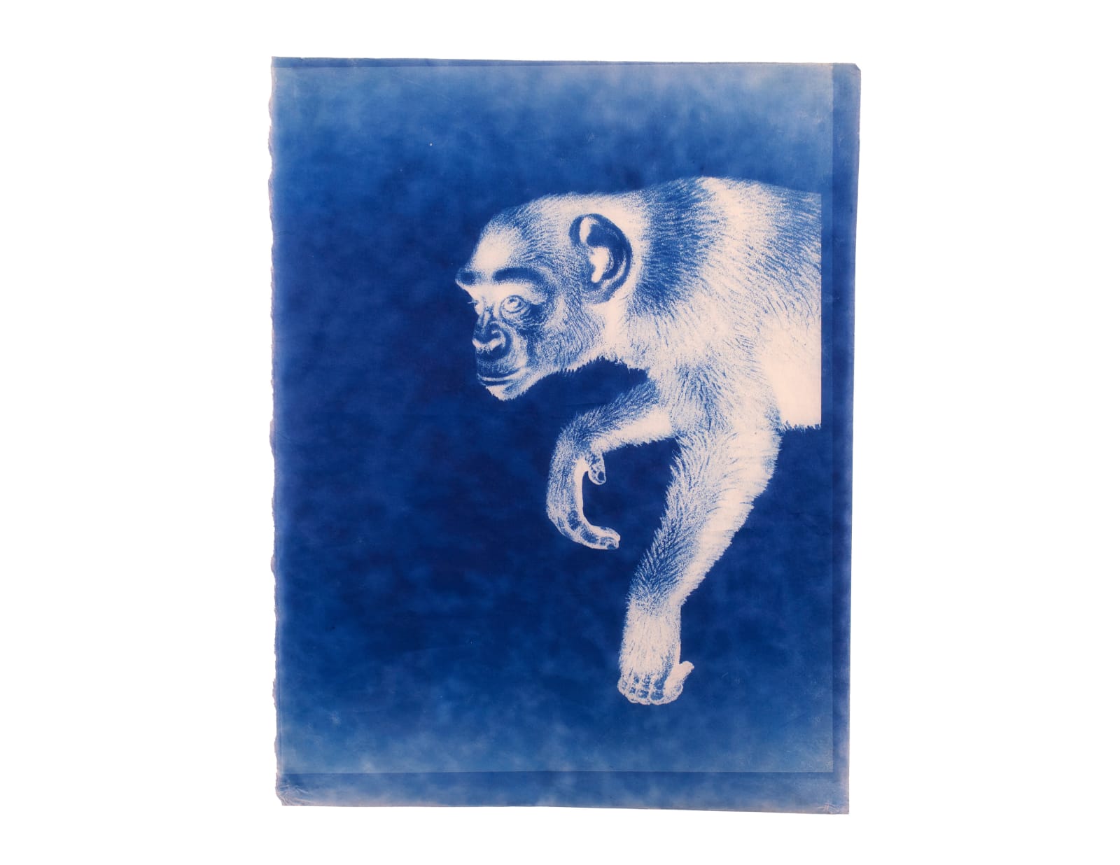 LigoranoReese, Bonobo (Pan paniscus), 2024