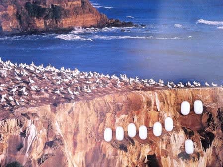 Nina Katchadourian, Gannet Colony from the Birds of New Zealand series, 2011