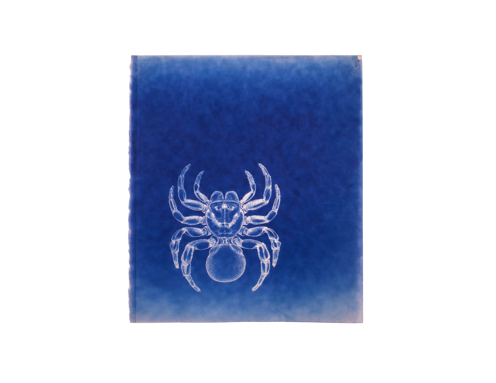 LigoranoReese, Trapdoor Spider, 2024