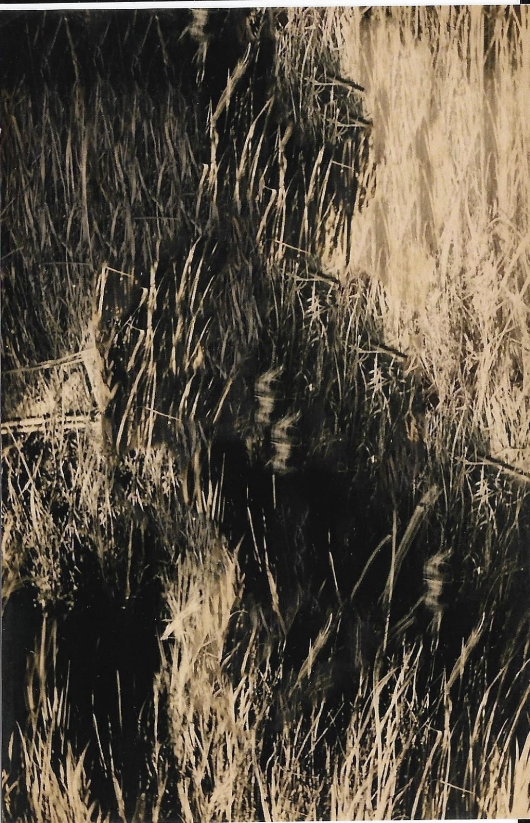 Stephanie Syjuco, Blind Spot (Artifact 044), 2024
