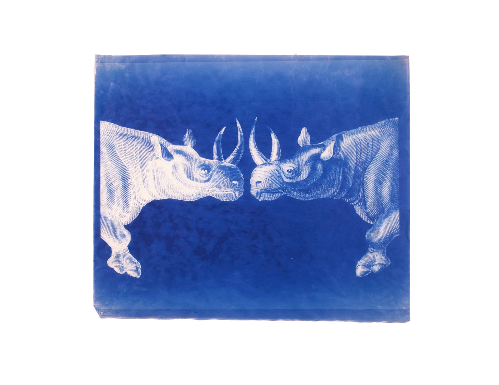 LigoranoReese, Black Rhino (Diceros bicornis), 2024