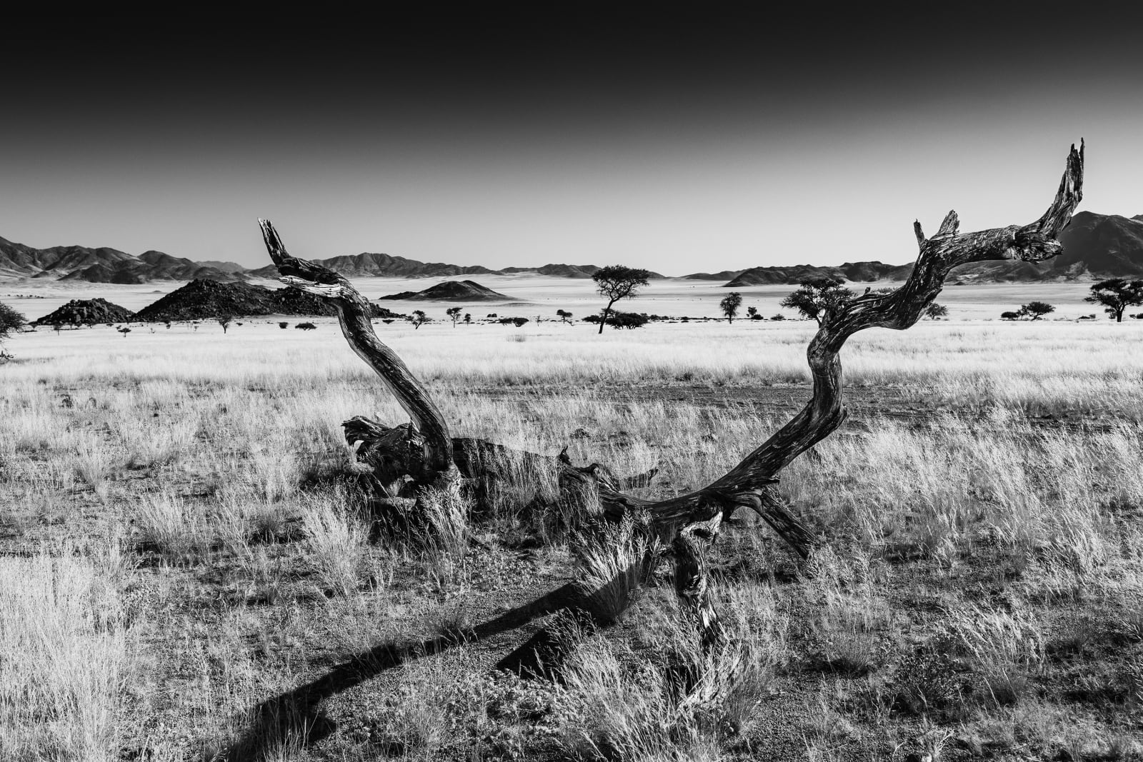 Namib 06,