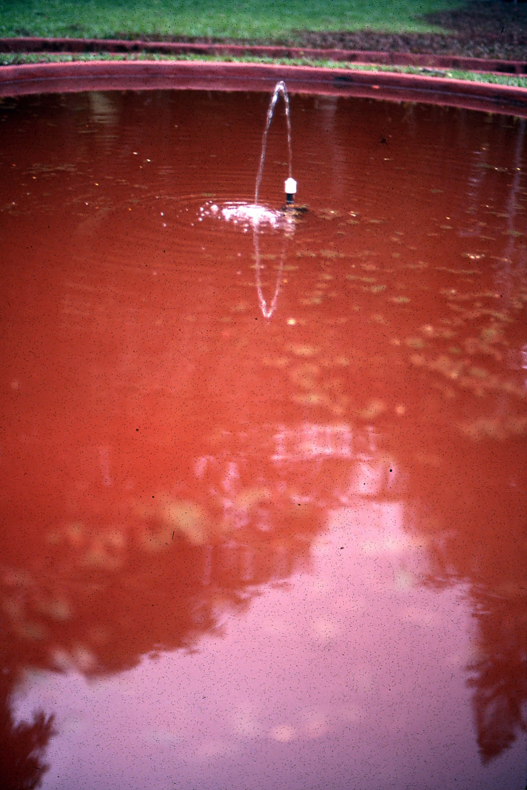 Katie van Scherpenberg, Jardim Vermelho [Red Garden], 1986/2023