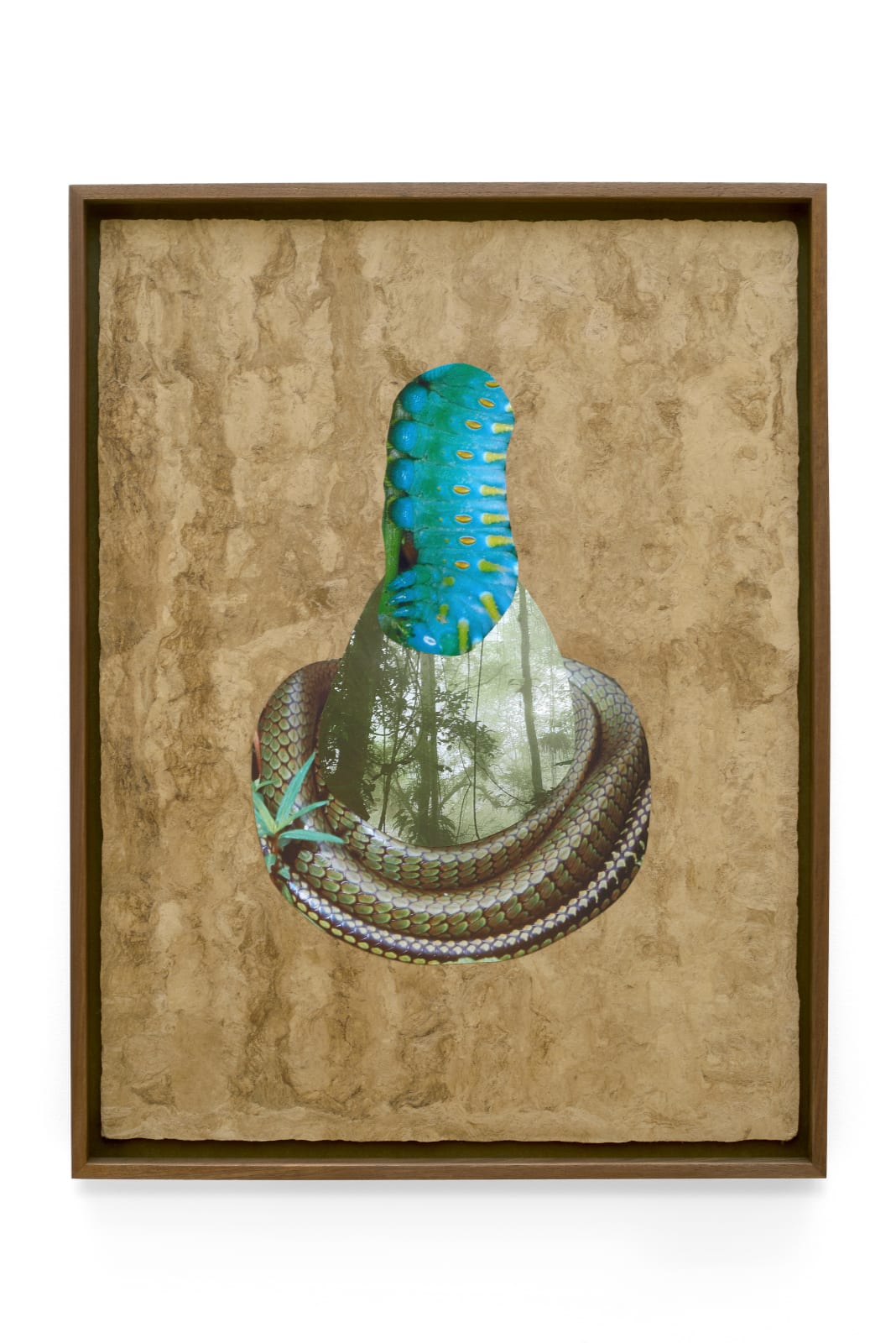 Lucía Pizzani, Capullo, 2024