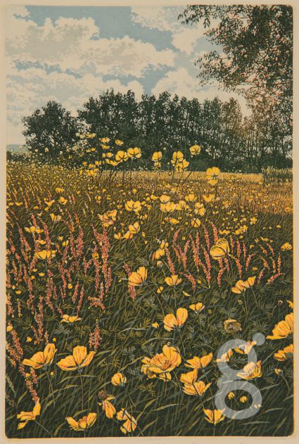 Graham Evernden, Meadow Buttercups