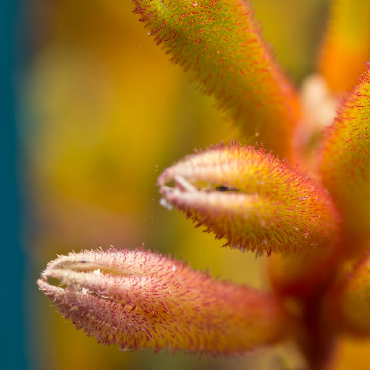 Nancy Macko, KangRu 4, 2013