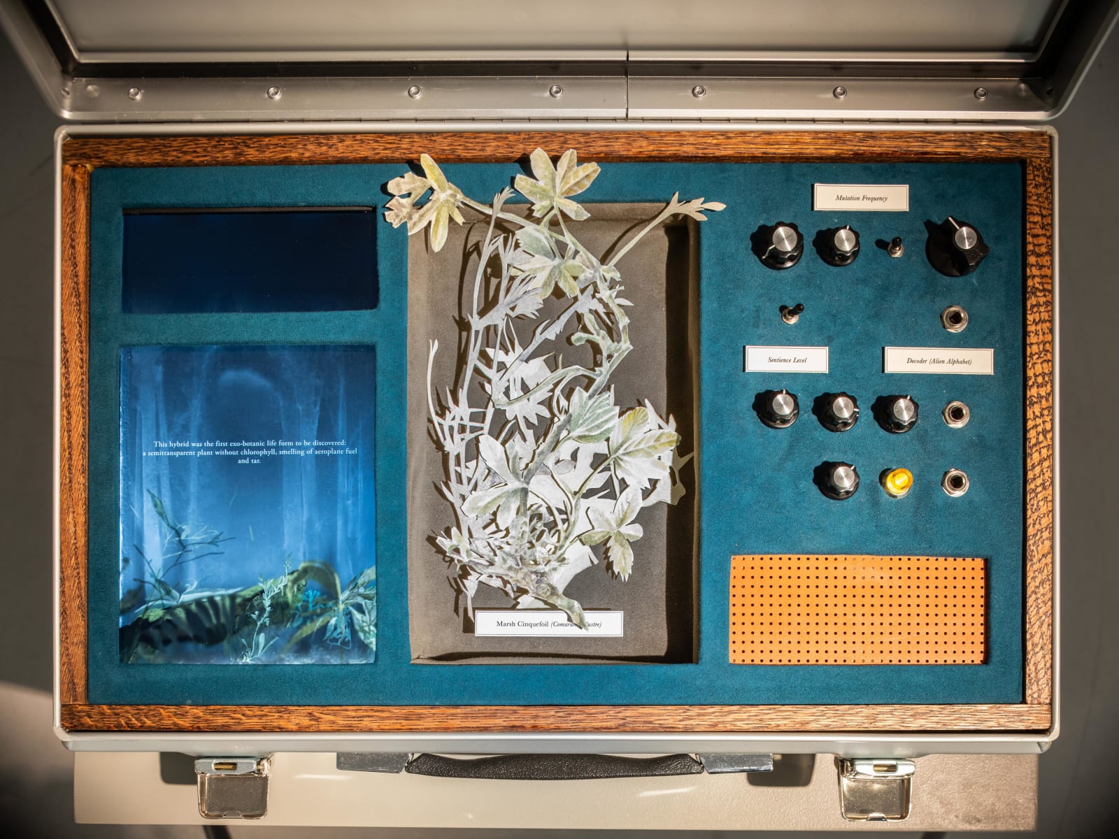 Johannes Heldén, Meditation (Marsh Cinquefoil), 2019
