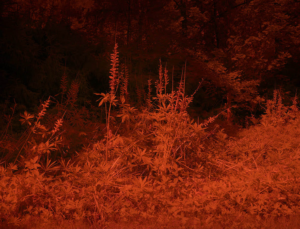 Lovisa Ringborg, Wild Flowers, 2023