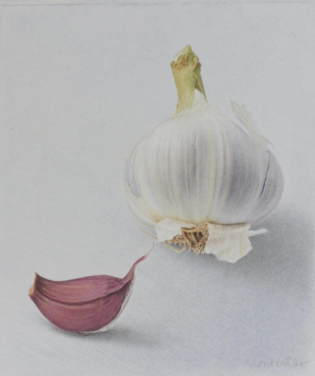 Sigrid Muller, Garlic, 2025
