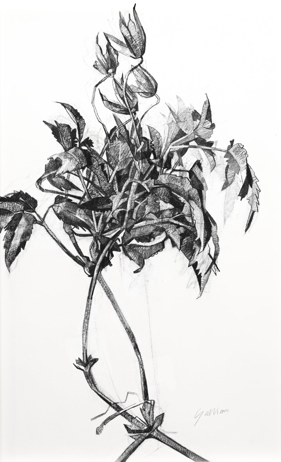 Clarissa Galliano, Clematis, 2025