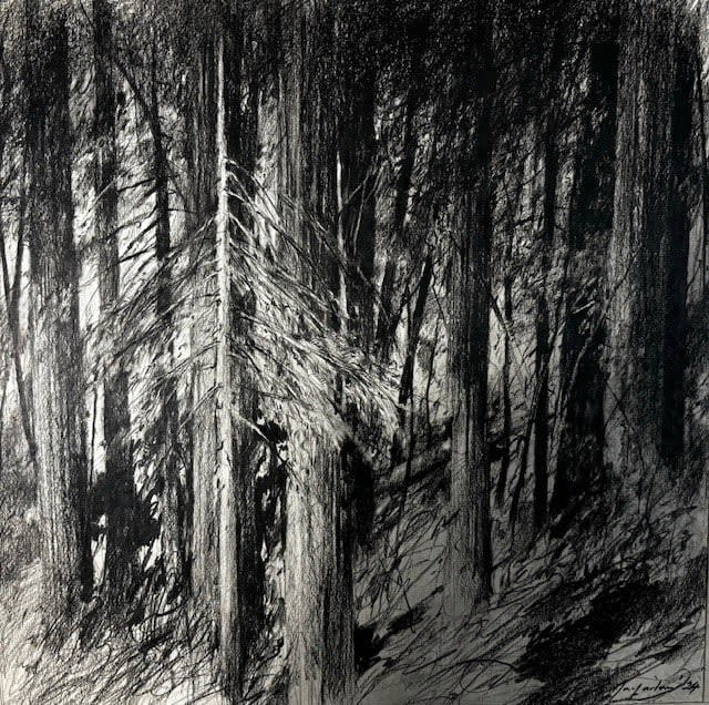 John Macfarlane, The Avenue of the Giants No.2, 2024