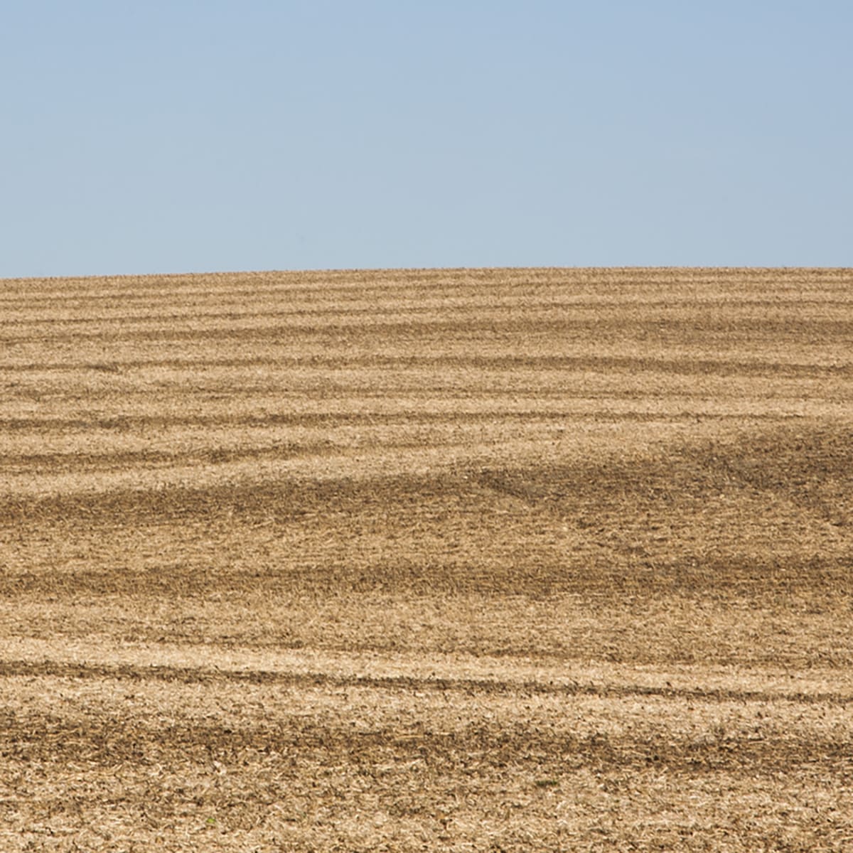 Grace Clark, 11. Sweet Fields VIII, 2020