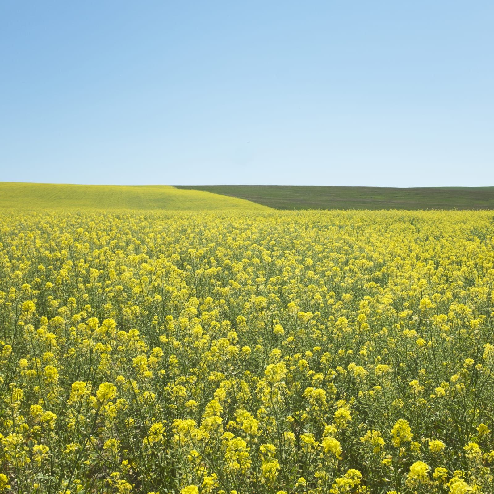 Grace Clark, 3. Sweet Fields III, 2020
