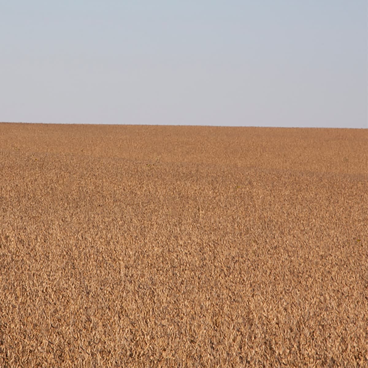 Grace Clark, 10. Sweet Fields VII, 2020