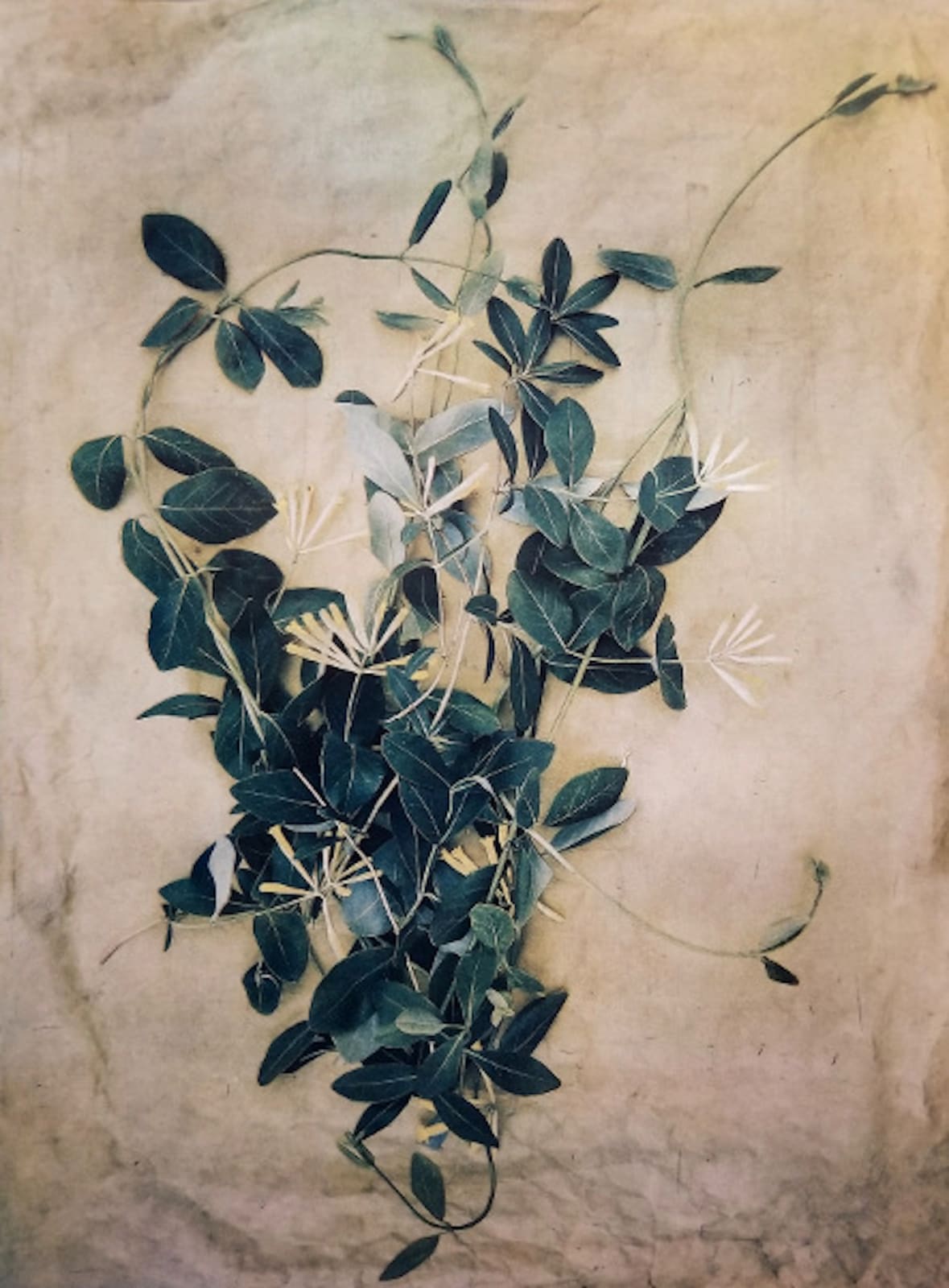 DIANA BLOOMFIELD, Honeysuckle