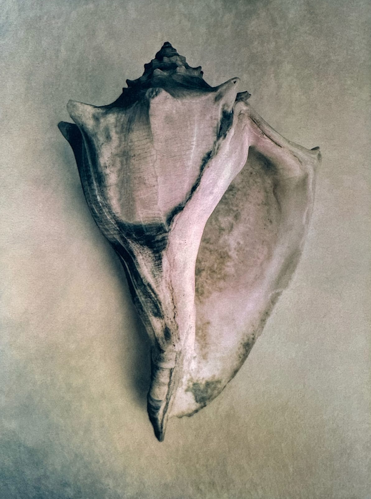 DIANA BLOOMFIELD, Spiraled Pink Whelk, 2024