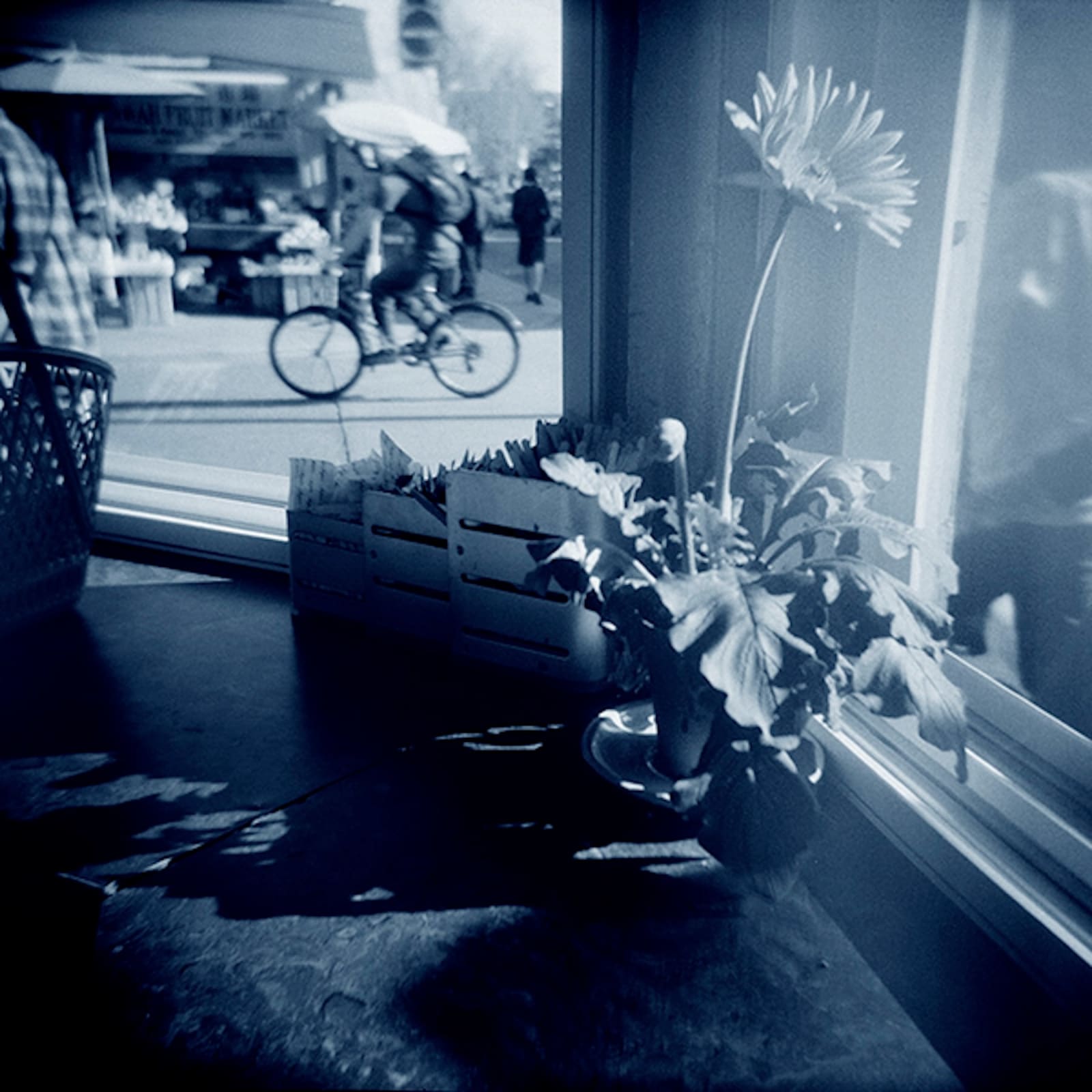 WAYNE SALMON, Flower