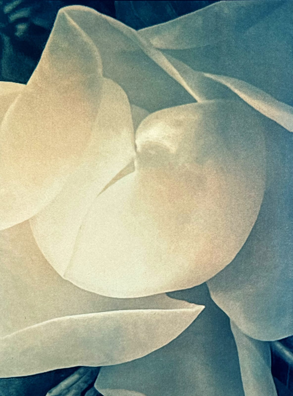 DIANA BLOOMFIELD, White Magnolia, 2024
