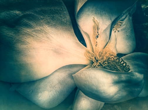 DIANA BLOOMFIELD, Southern Magnolia, 2023