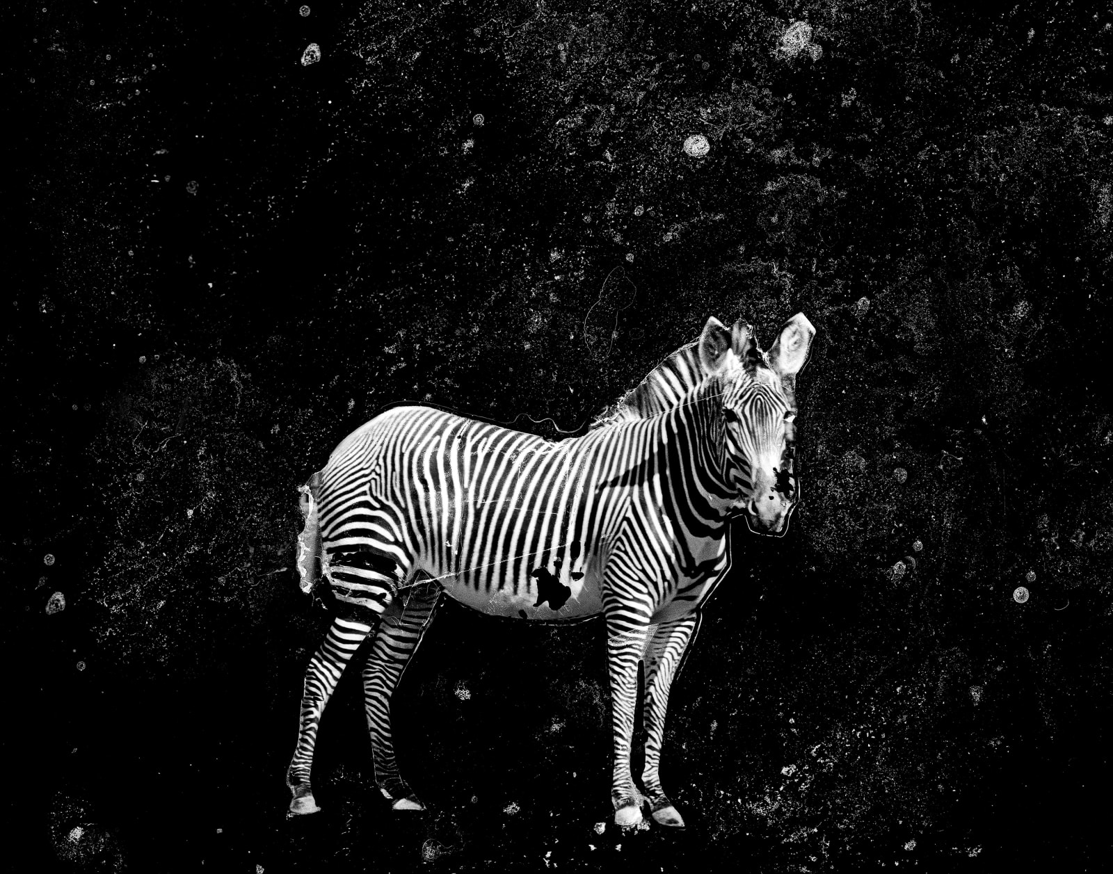 OSHEEN HARRUTHOONYAN, Cosmic Zebra