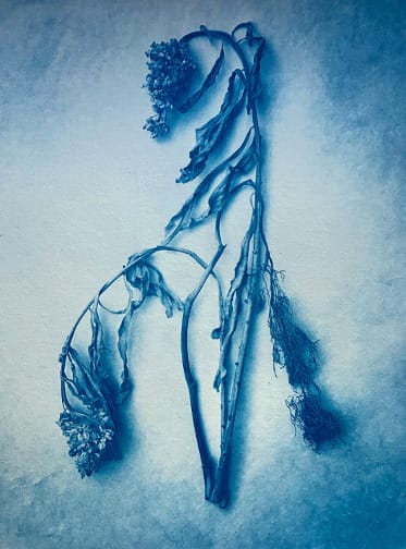 DIANA BLOOMFIELD, Hydrangea in Blue, 2021