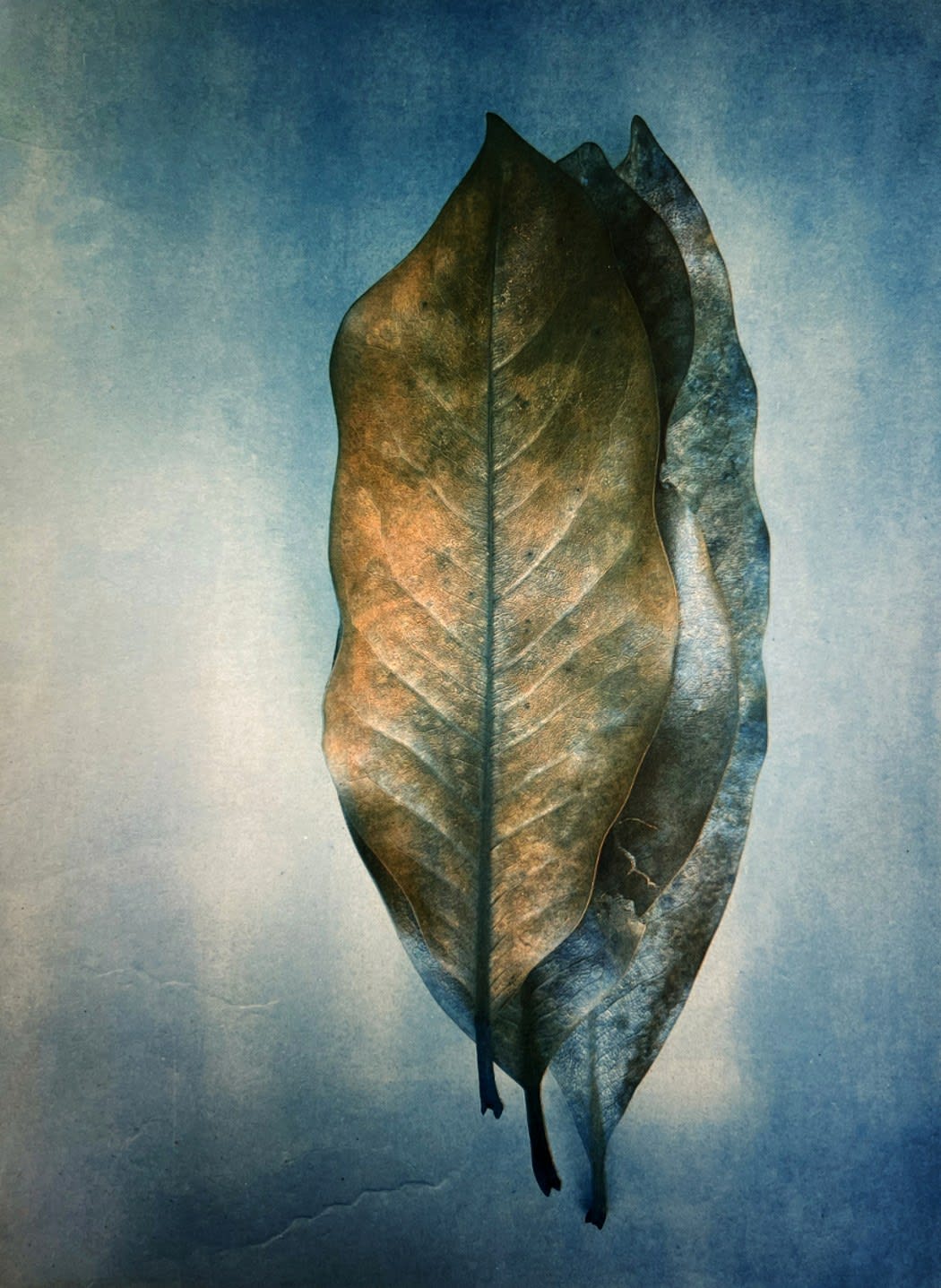 DIANA BLOOMFIELD, Magnolia Leaves, 2021