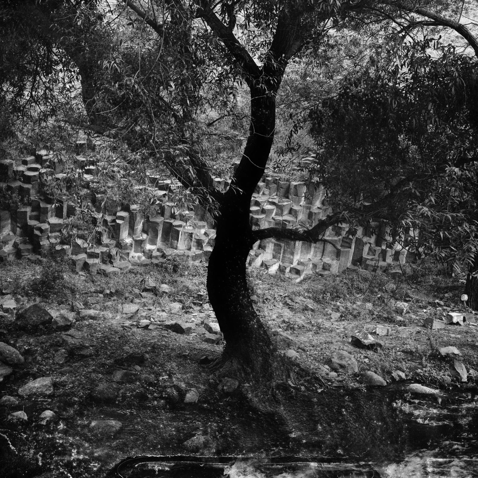 OSHEEN HARRUTHOONYAN, Tree of Garni