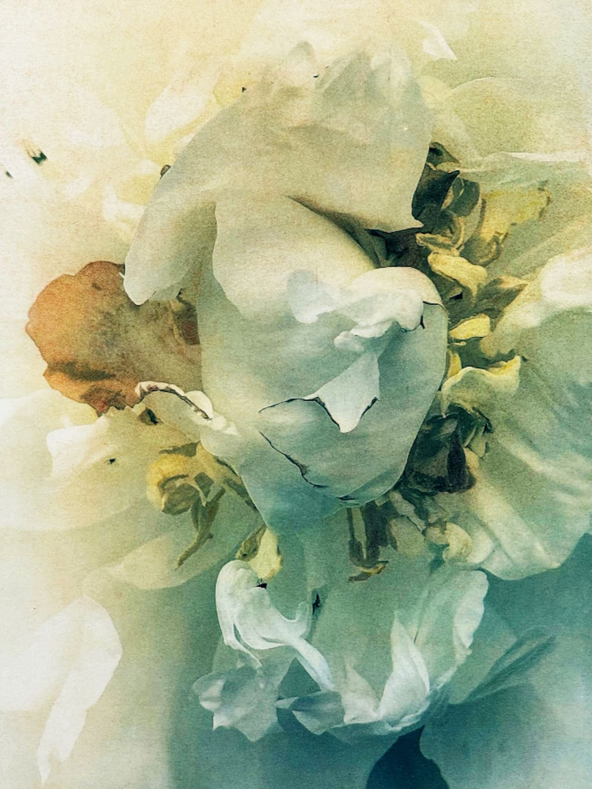 DIANA BLOOMFIELD, Peony, 2024