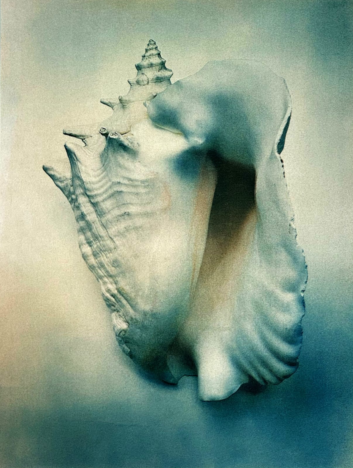 DIANA BLOOMFIELD, Queen Whelk, 2024