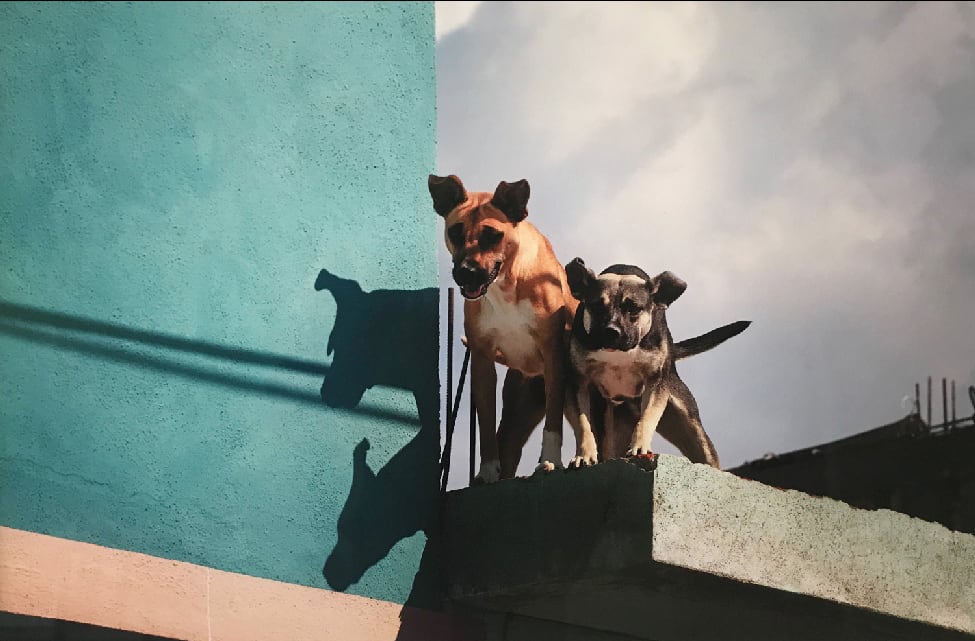 RUSSELL MONK, Roof Dogs, Mexico, 2017