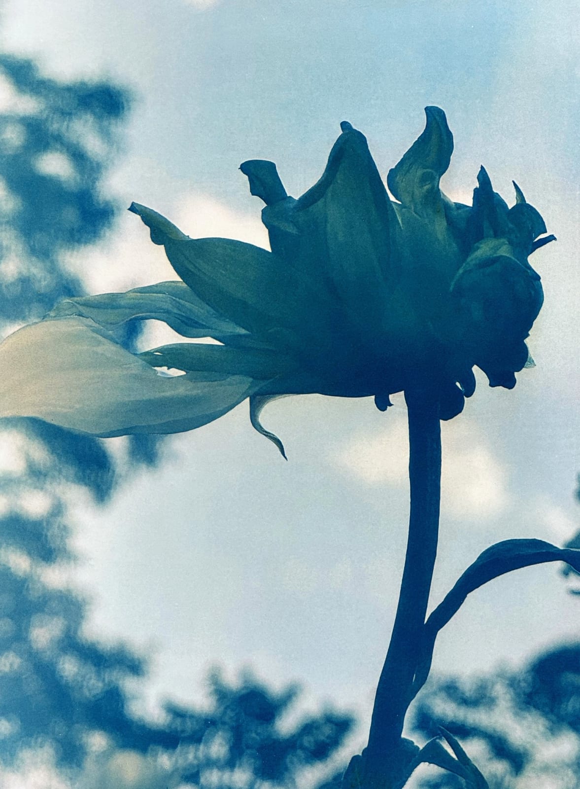 DIANA BLOOMFIELD, Dahlia