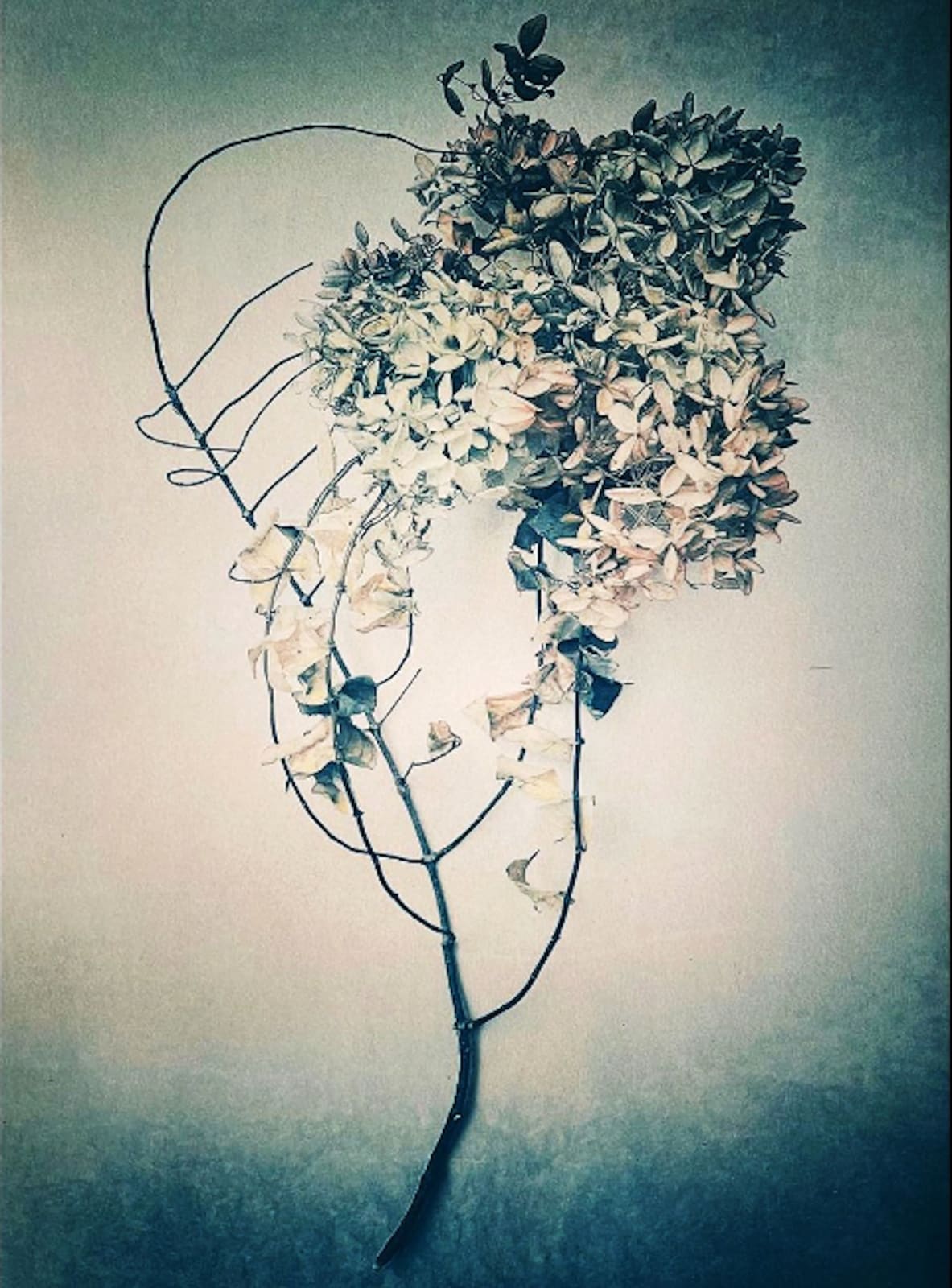 DIANA BLOOMFIELD, Pink Hydrangea, 2023